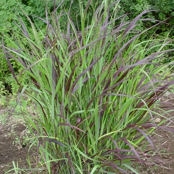 Panicum virgatum - ''Shenandoah'' Switch Grass