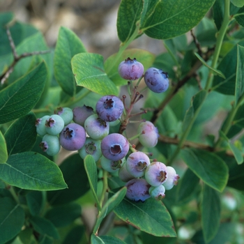Vaccinium corymbosum - 'Elliott' Blueberry