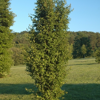 Carpinus betulus - 'Frans Fontaine' Hornbeam