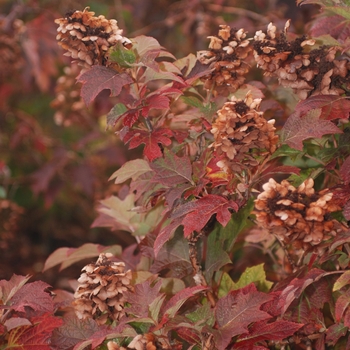 Hydrangea quercifolia - 'Snow Queen' Oakleaf Hydrangea Hydrangea quercifolia - 'Snow Queen' Oakleaf Hydrangea