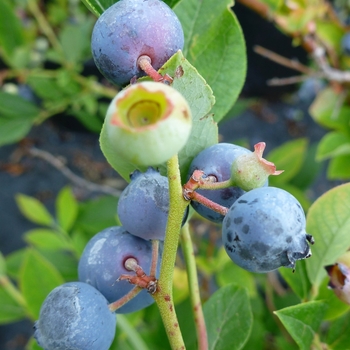 Vaccinium - 'Polaris' Blueberry