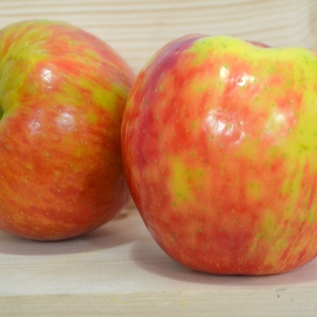 Malus domestica - 'Honeycrisp' Apple