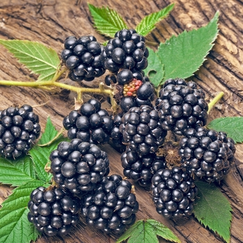 Rubus - 'Navaho' Blackberry