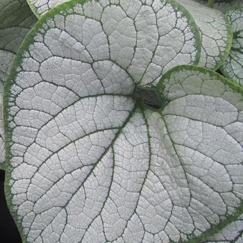 Brunnera macrophylla - 'Silver Heart'