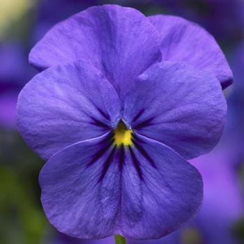 Viola cornuta (Pansy) - Deltini™ 'Blue'