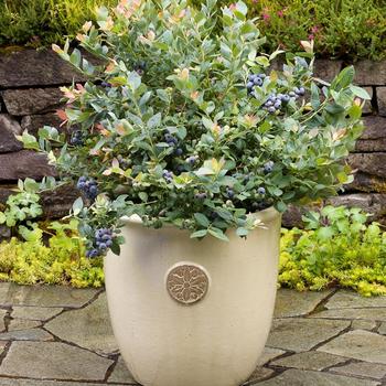 Vaccinium (Blueberry) - Bushel and Berry® 'Pink Icing®'