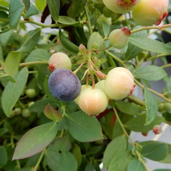 Vaccinium (Blueberry) - Bushel and Berry® 'Sapphire Cascade'