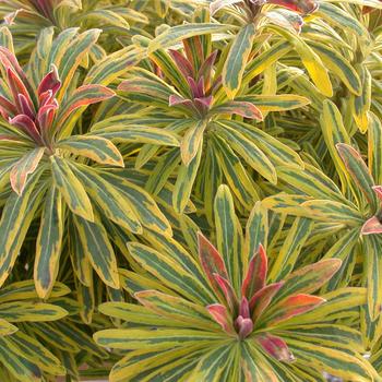 Euphorbia x martinii (Spurge) - Sahara™ 'Ascot Rainbow'