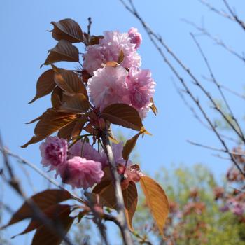 Prunus serrulata - 'Kwanzan' Flowering Cherry
