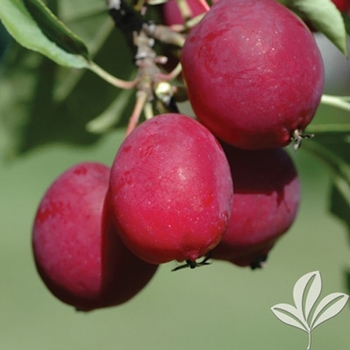Prunus salicina - 'Santa Rosa' Plum