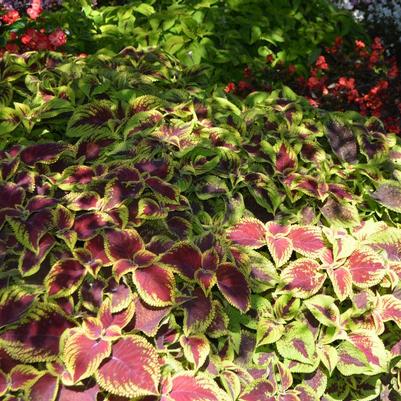 Coleus – Adding Color to Your Garden