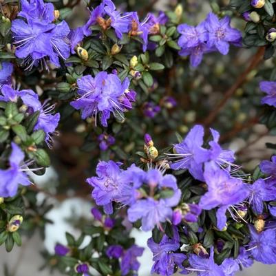 Spring has truly sprung, and our greenhouse is bursting with vibrant colors!