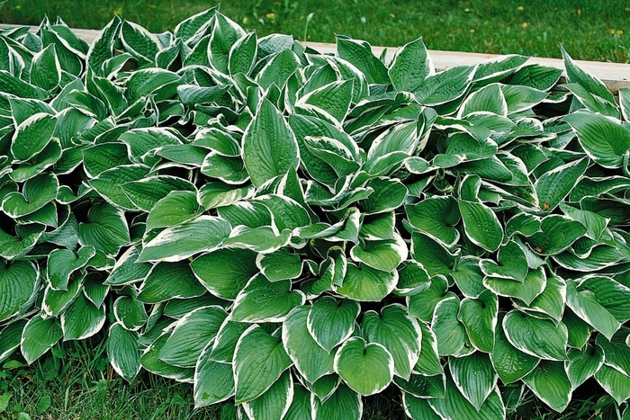 'Francee' Hosta, Plantain Lily - Hosta from Paradise Acres Garden Center