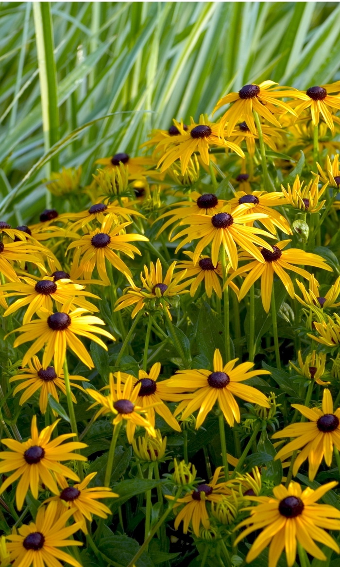 'Goldsturm' Black Eyed Susan - Rudbeckia fulgida from Paradise Acres Garden Center