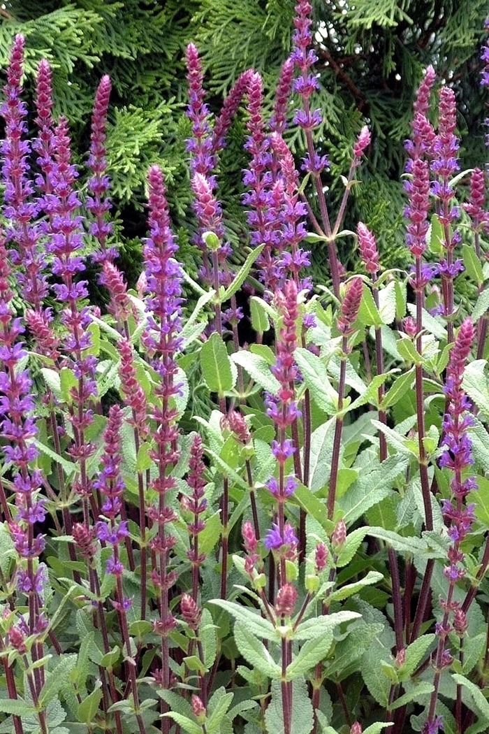 'Caradonna' Sage - Salvia nemorosa from Paradise Acres Garden Center