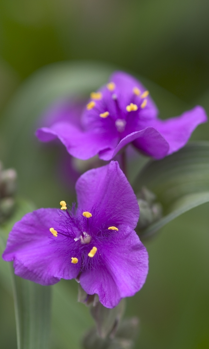 'Concord Grape' Spiderwort - Tradescantia from Paradise Acres Garden Center