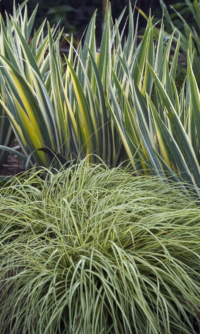 'Evergold' Sedge - Carex oshimensis from Paradise Acres Garden Center