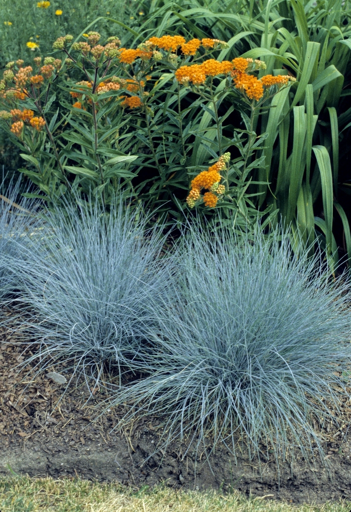 'Elijah Blue' Fescue - Festuca ovina glauca from Paradise Acres Garden Center