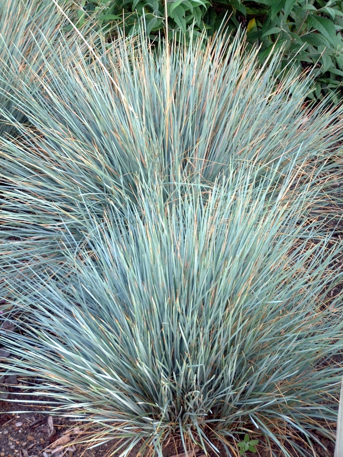 'Sapphire' Blue Oat Grass - Helictotrichon sempervirens from Paradise Acres Garden Center