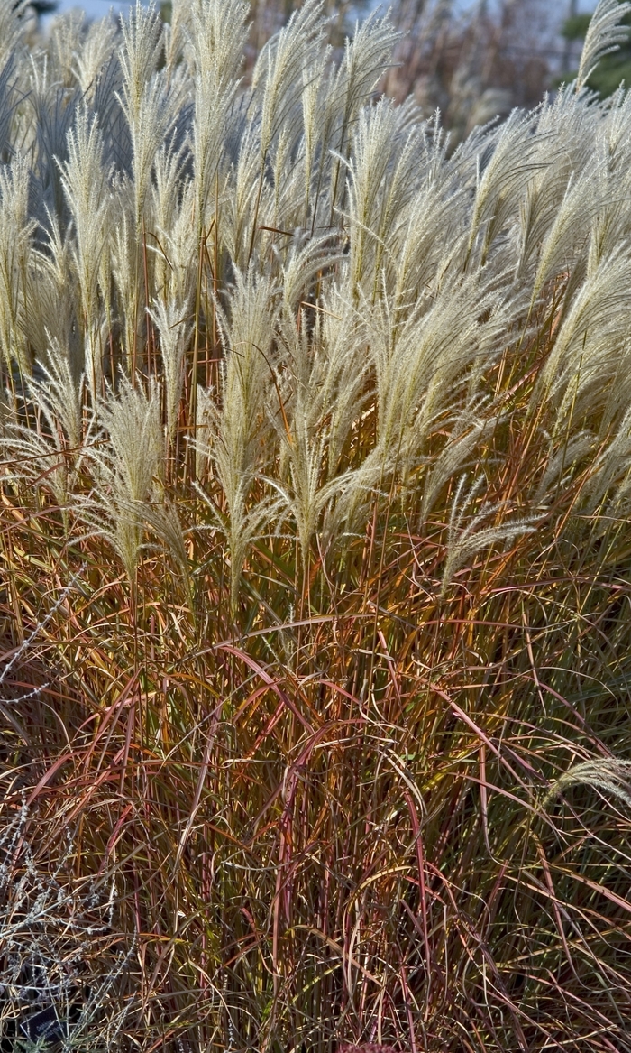 'Purpurascens' Maiden Grass - Miscanthus from Paradise Acres Garden Center