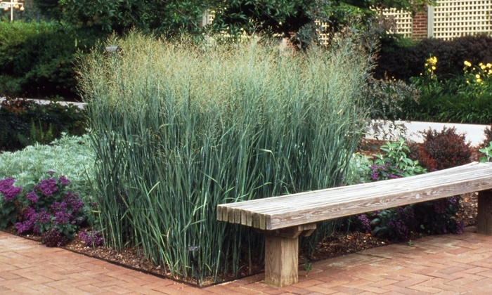 'Heavy Metal' Switch Grass - Panicum virgatum from Paradise Acres Garden Center