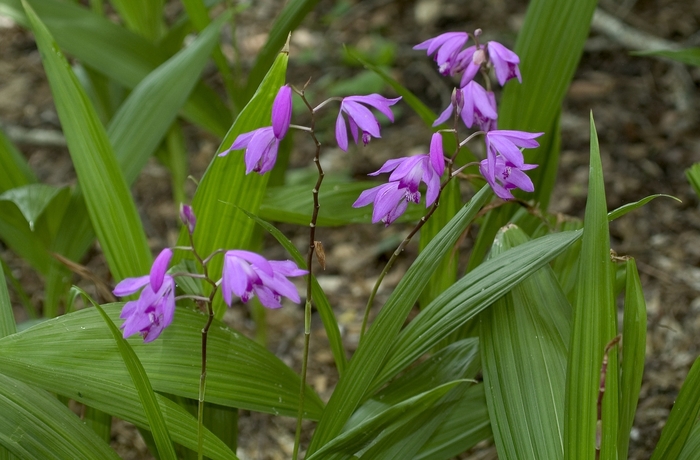 Chinese Ground Orchid - Bletilla striata from Paradise Acres Garden Center