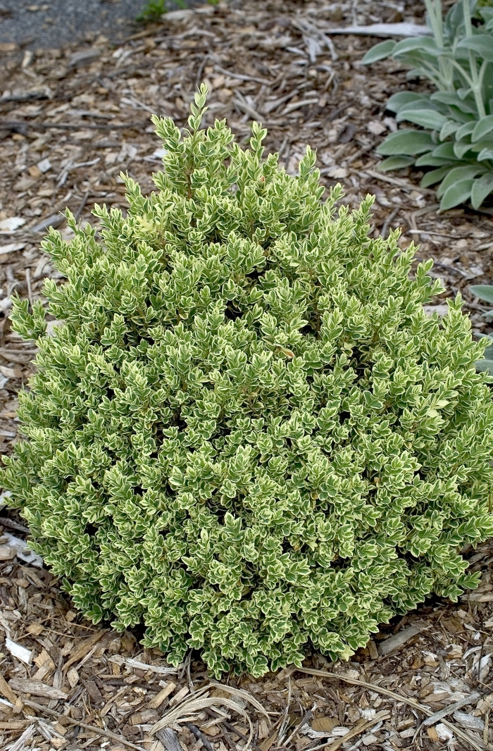 'Variegata' Boxwood - Buxus sempervirens from Paradise Acres Garden Center