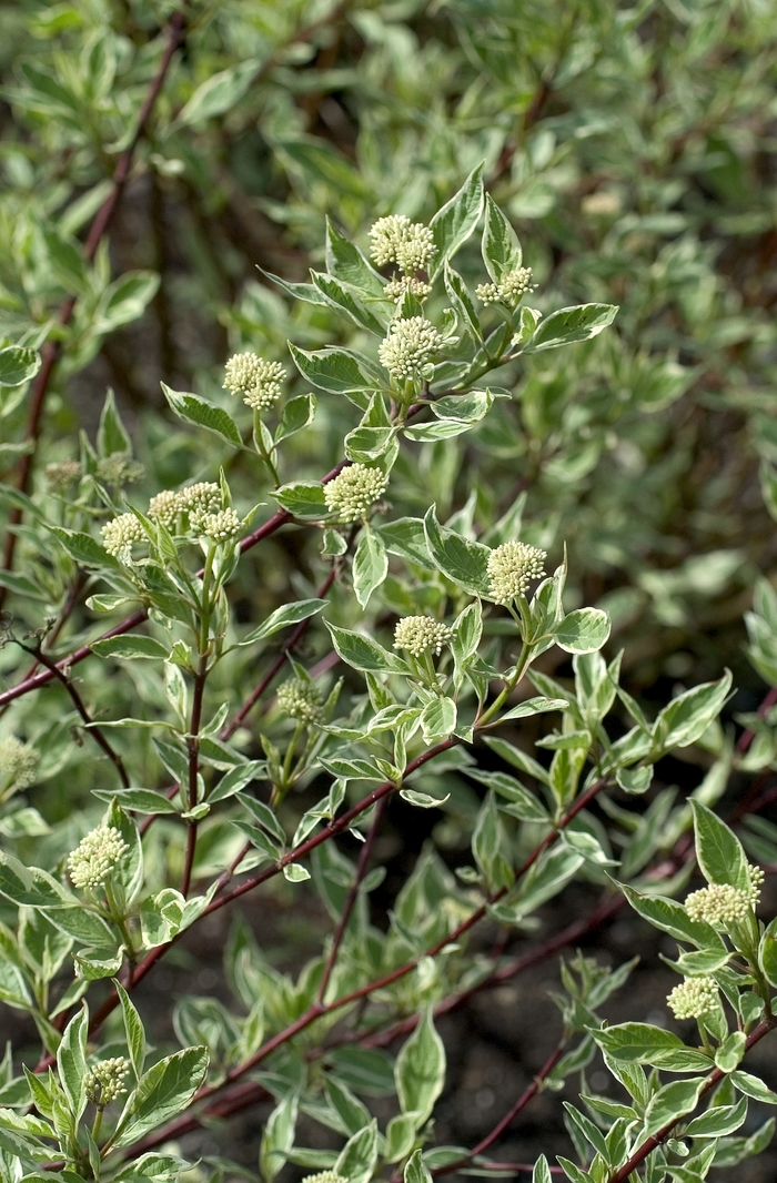 Tatarian Dogwood - Cornus alba from Paradise Acres Garden Center