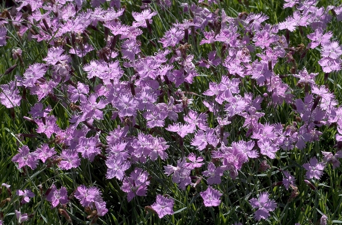 'Baths Pink' Cheddar Pink - Dianthus from Paradise Acres Garden Center