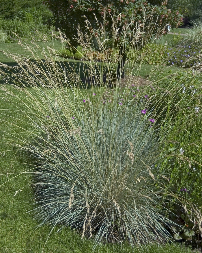 Blue Oat Grass - Helictotrichon semperviren from Paradise Acres Garden Center