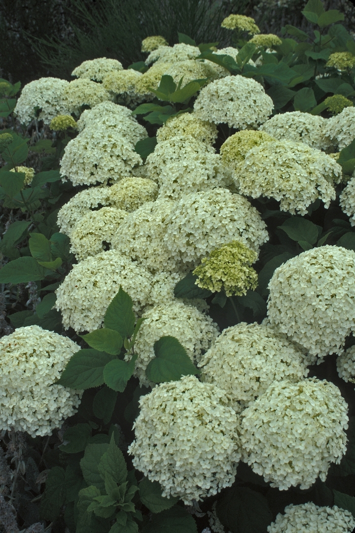 'Annabelle' Smooth Hydrangea - Hydrangea arborescens COPY from Paradise Acres Garden Center