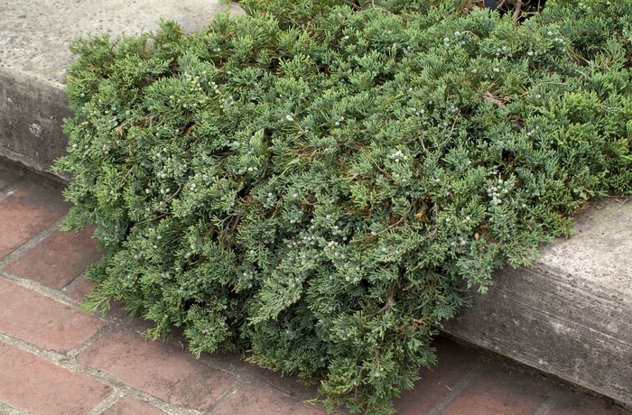 'Wiltonii' Blue Rug Juniper - Juniperus horizontalis from Paradise Acres Garden Center