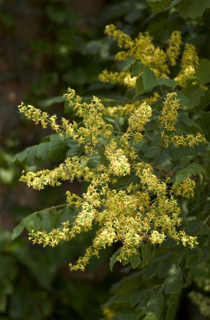 Golden Rain Tree - Koelreuteria paniculata from Paradise Acres Garden Center