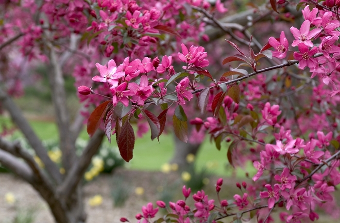 'Indian Magic' Flowering Crabapple - Malus from Paradise Acres Garden Center