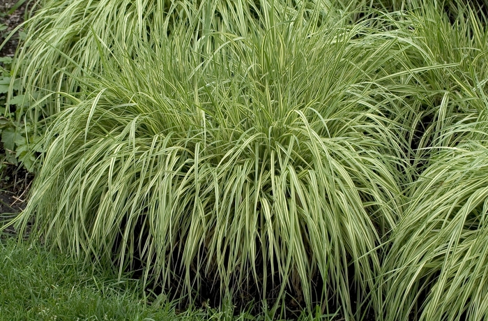 'Variegata' Moor Grass - Molinia caerulea from Paradise Acres Garden Center