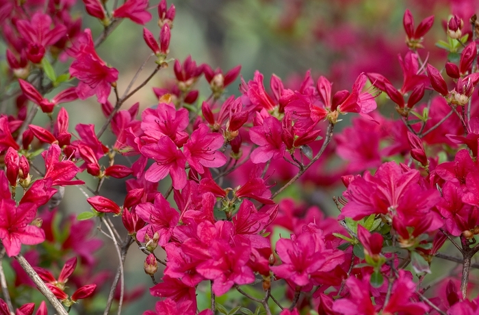 'Hino-Crimson' Azalea - Rhododendron Kurume Hybrid from Paradise Acres Garden Center