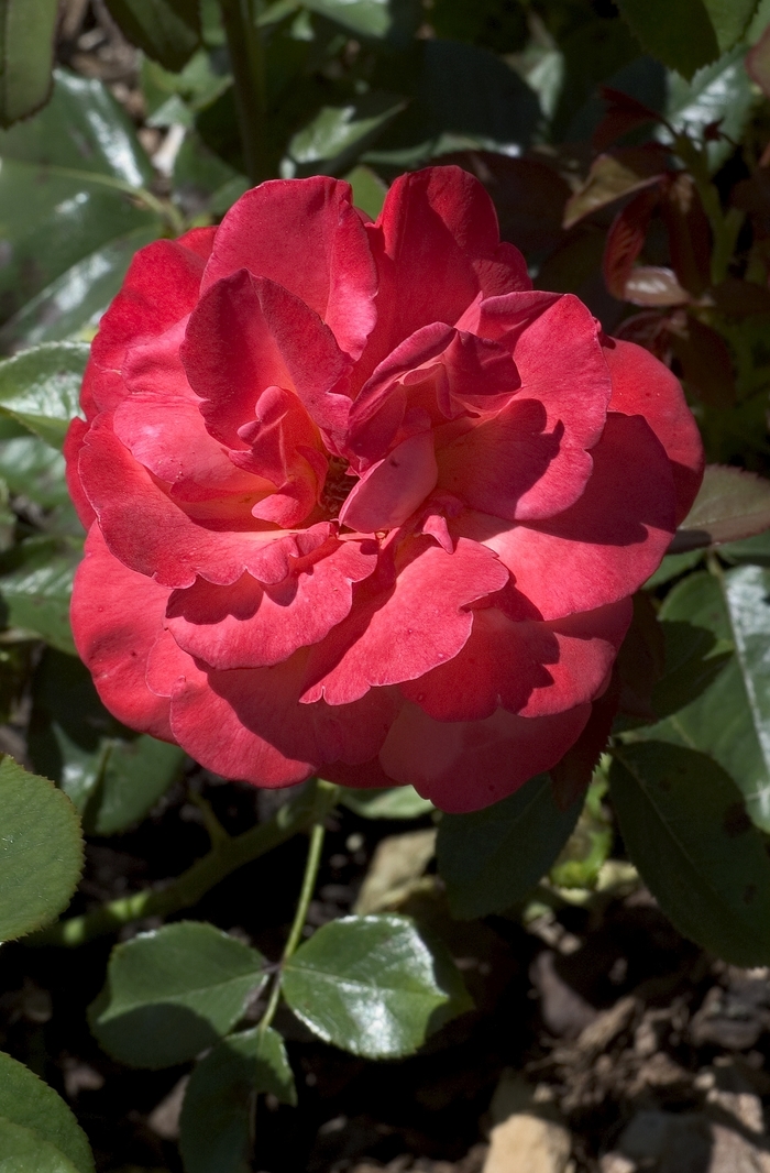 'Voodoo' Rose - Rosa from Paradise Acres Garden Center