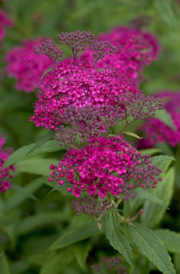 ''Neon Flash'' Spirea - Spiraea japonica from Paradise Acres Garden Center