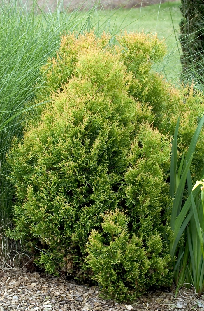 'Rheingold' Arborvitae - Thuja occidentalis from Paradise Acres Garden Center