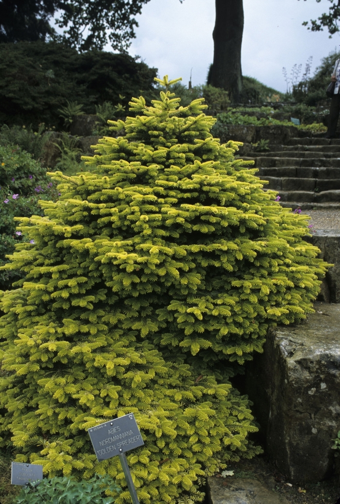'Golden Spreader' Caucasian Fir - Abies nordmanniana from Paradise Acres Garden Center