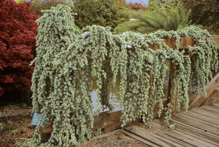 'Glauca Pendula' Weeping Blue Atlas Cedar - Cedrus atlantica from Paradise Acres Garden Center