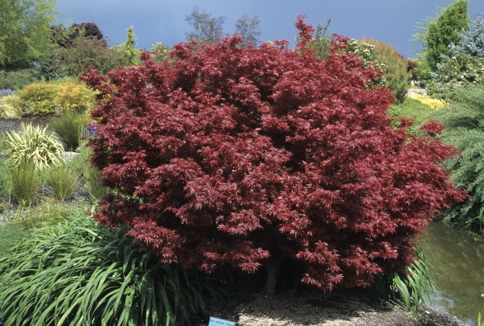 'Shaina' Japanese Maple - Acer palmatum var. atropurpureum from Paradise Acres Garden Center