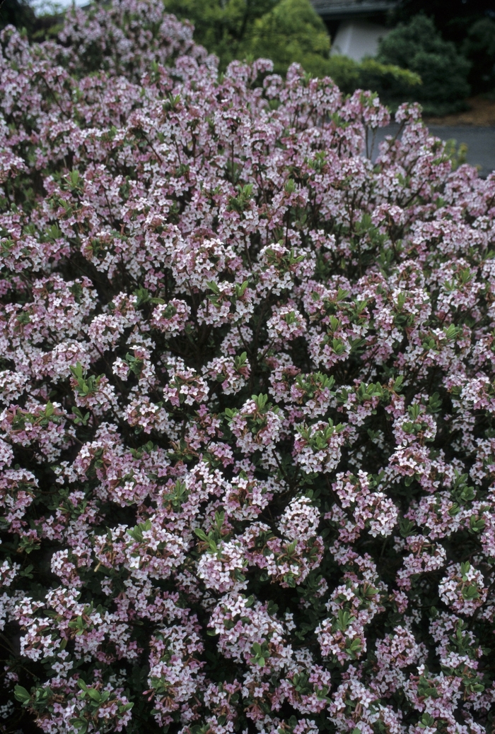 'Somerset' - Daphne burkwoodii from Paradise Acres Garden Center