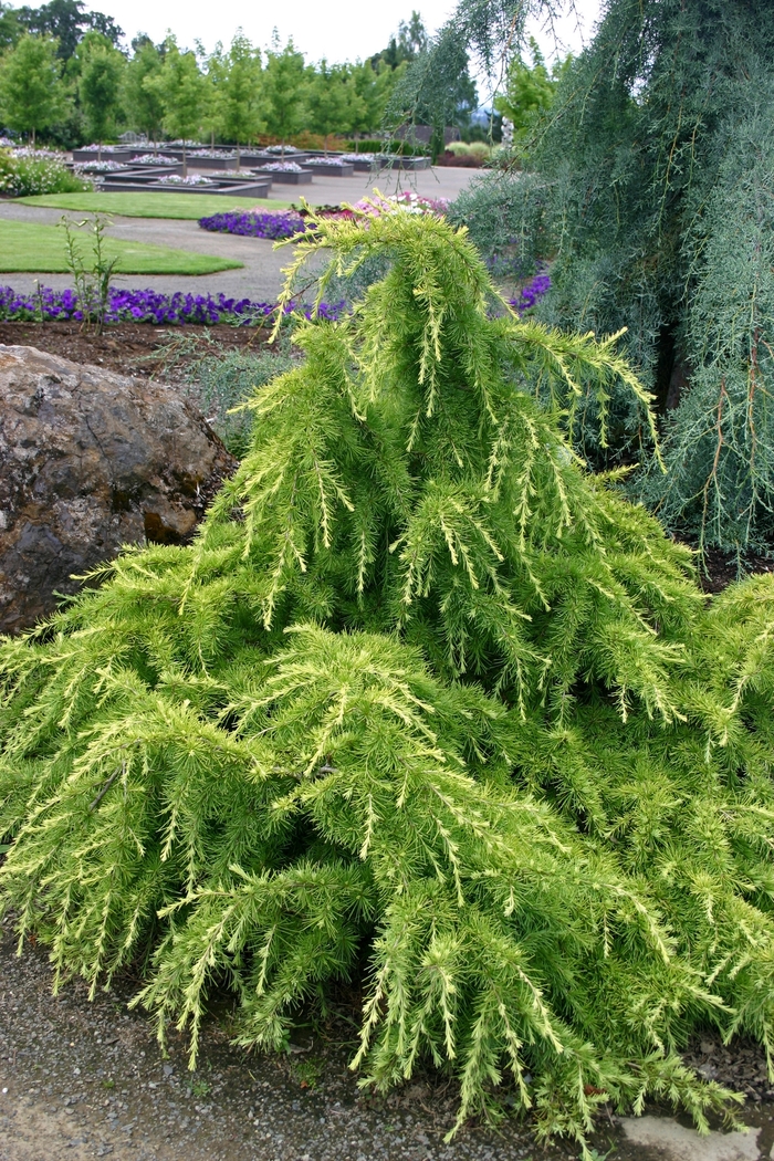 Gold Cascade' Deodar Cedar - Cedrus deodora from Paradise Acres Garden Center