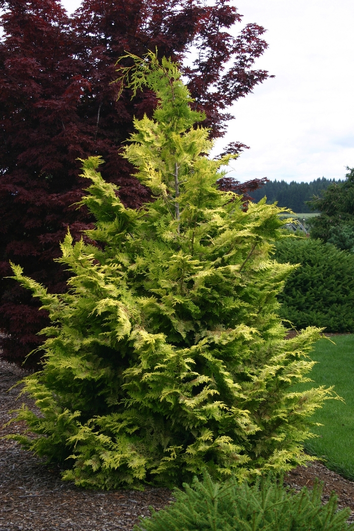 'Goldilocks' Hinoki Falsecypress - Chamaecyparis obtusa from Paradise Acres Garden Center