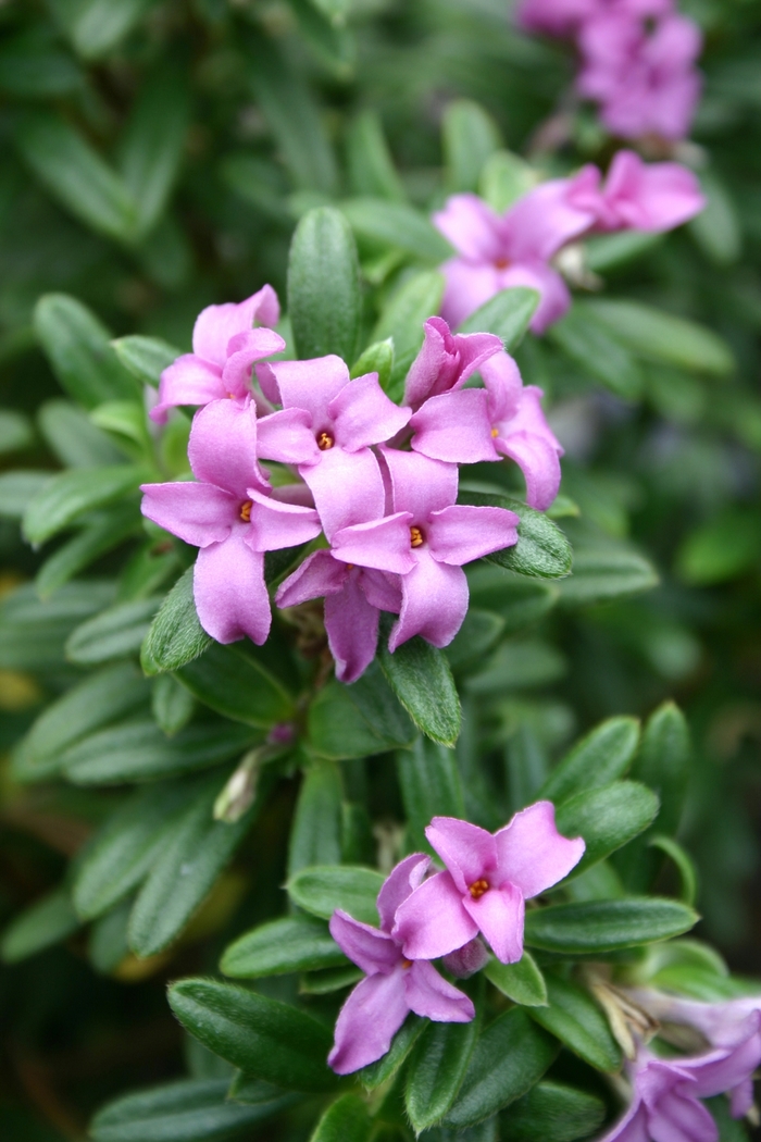 'Lawrence Crocker' - Daphne from Paradise Acres Garden Center