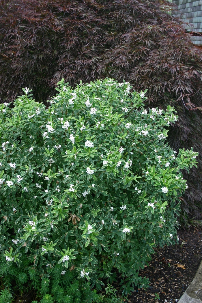 'Summer Ice' - Daphne transylvanica from Paradise Acres Garden Center