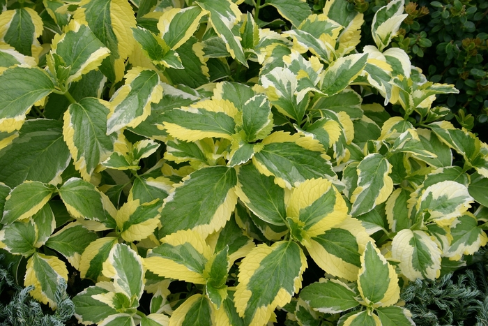 'Lemon Wave' Bigleaf Hydrangea - Hydrangea macrophylla from Paradise Acres Garden Center