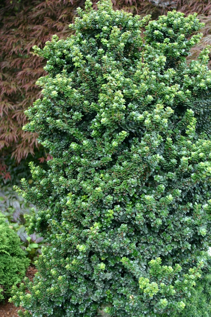 ''Dwarf Pagoda'' Japanese Holly - Ilex crenata from Paradise Acres Garden Center