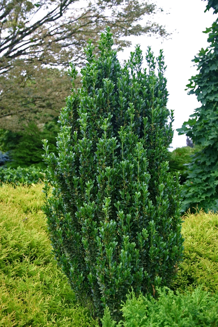 'Sky Pencil' Japanese Holly - Ilex crenata from Paradise Acres Garden Center